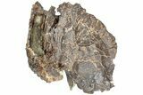 Partial, Cretaceous Fossil Turtle - Judith River Formation #234563-3